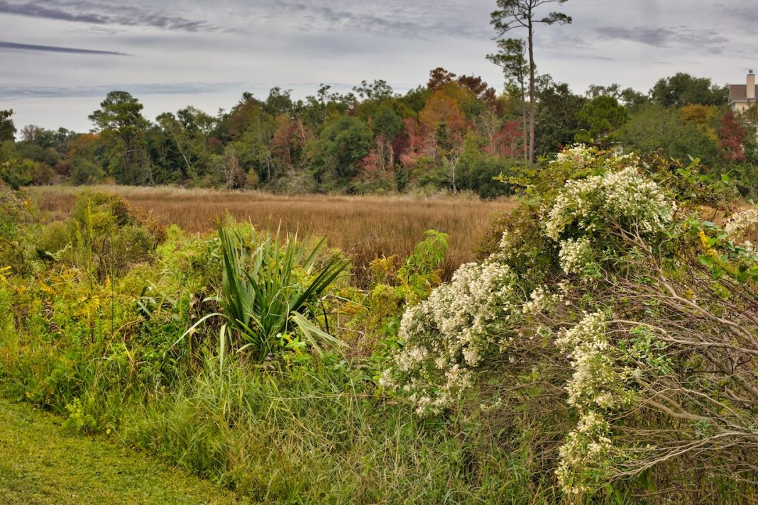 Carbon Capture - Blue Hydrogen.