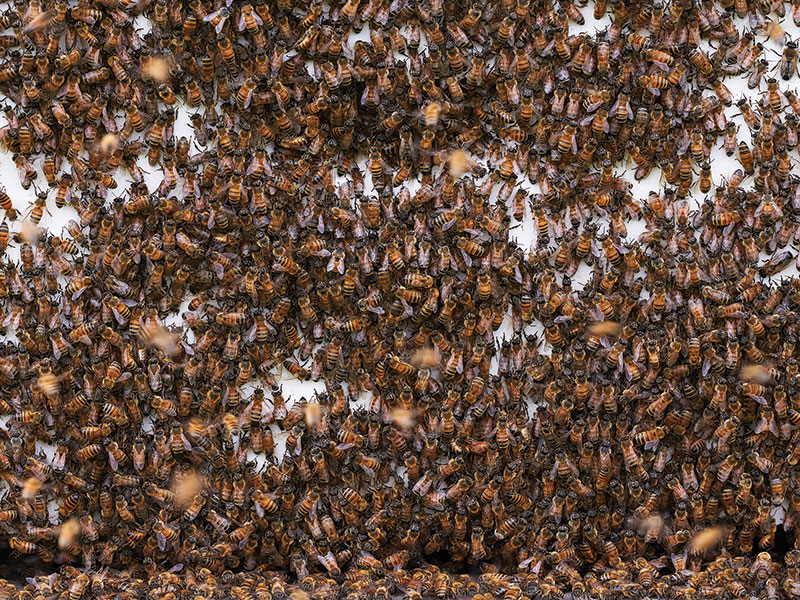 A colony of bees