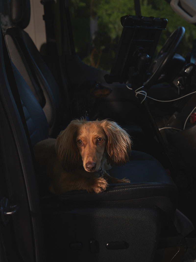 Brown dachsund, lying down in car seat.