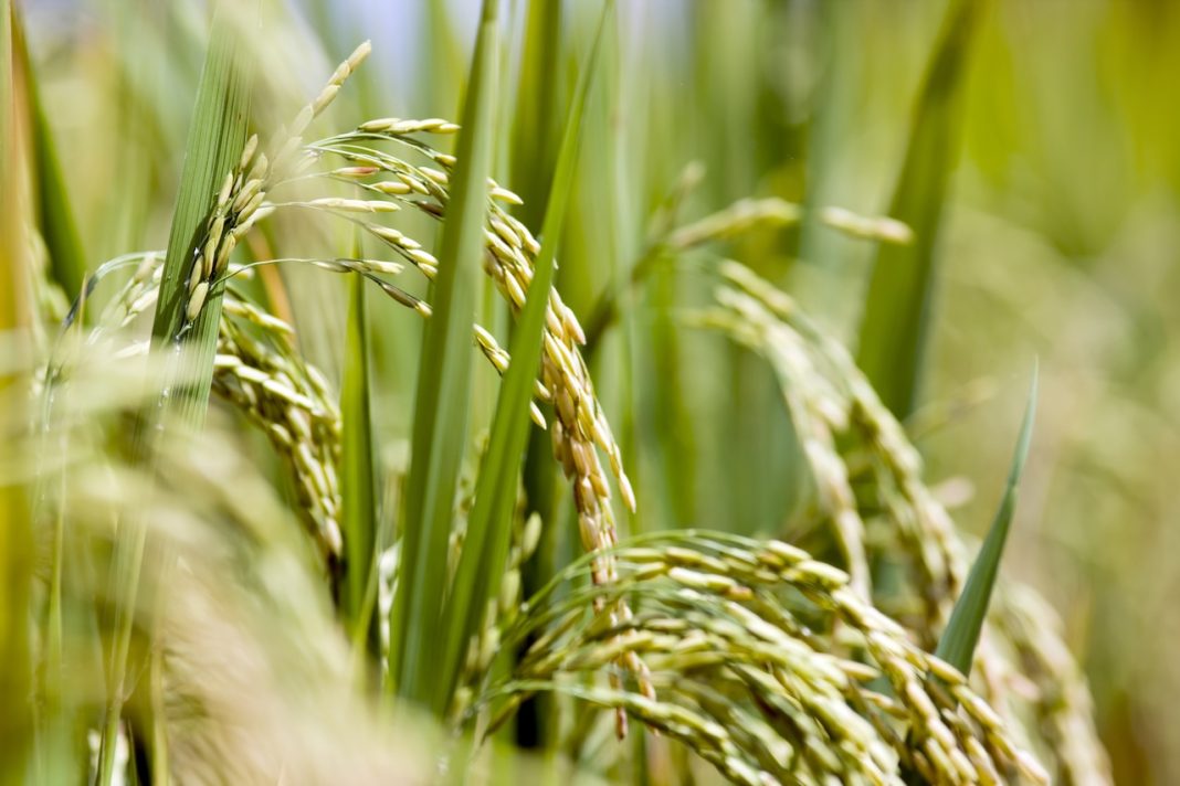 South Louisiana Rail Facility Expands Helping Rice Farmers