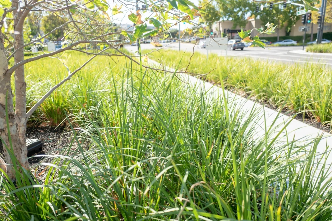 Tulane to Host Nature-Based Resilience Training